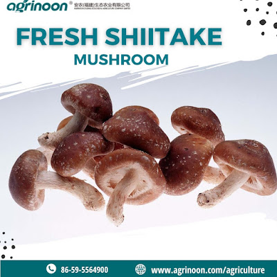 shiitake seeds factory