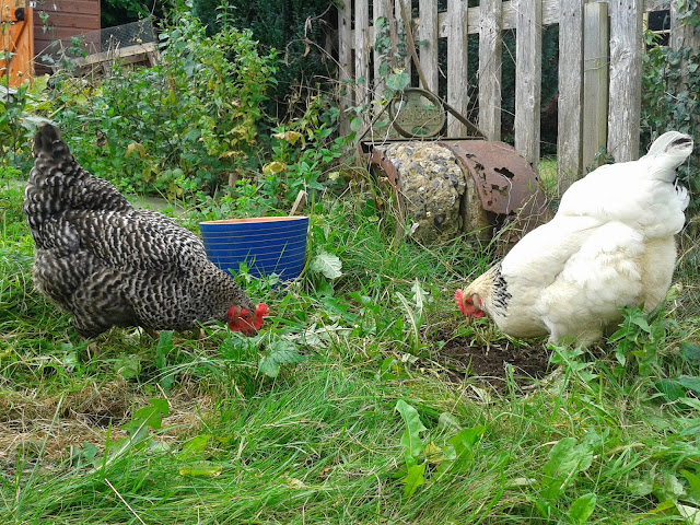 Chickens in the garden - Emily & Mabel