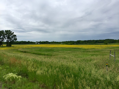   a field of rapeseed?