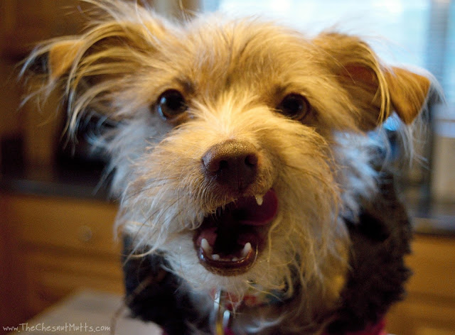 Bailey licking her lips after eating her raw paws food