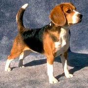 beagle raza de perros