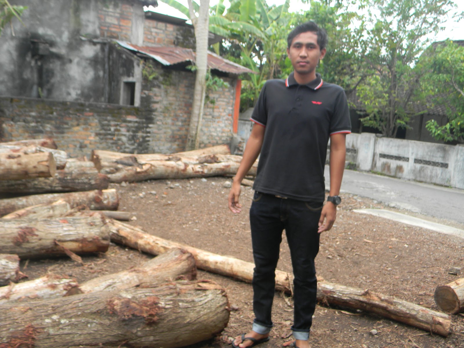 Jual Kayu  Akasia  Murah Kualitas Baik Jual Kayu  Akasia  