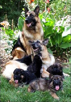German shepherd dogs pictures