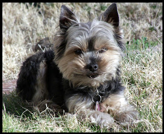 Yorkie cute puppy pictures
