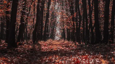 Autumn, Nature, Forest, Trees, Path Wallpaper.