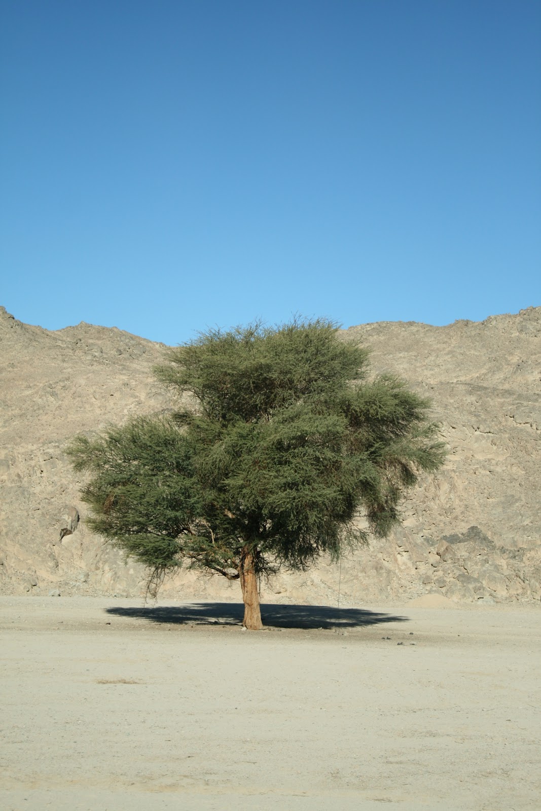 Amazing Wallpapers: Desert trees pictures, desert tree, plant pictures