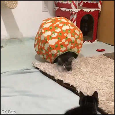 Funny Cat GIF • Sneak kitten attack but that brave standing kitty up is ready to fight brother [ok-cats.com]