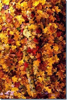 Fall Leaves You Wondering