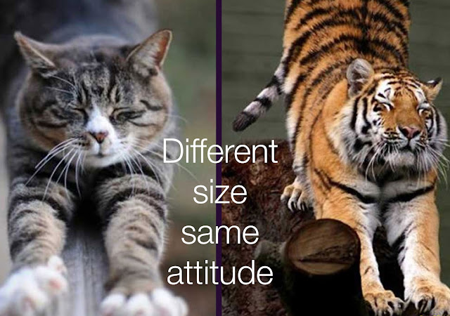 If a regular house cat encountered a lion or tiger house cat live together Both domestic house cats and tigers Cats are better hunters than TIGERS genomes of tigers, lions, and snow leopards Cat behaviour experts examine how domestic cats are better Shiny Madhu