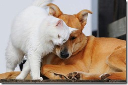 10 -Fotos de gato buscoimagenes (33)