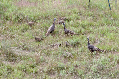 wild turkey hens with poults