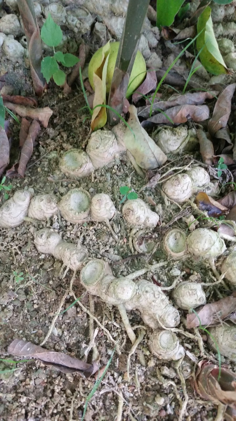 Warisan Petani: Pokok Lempuyang.