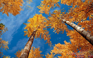 Amazing-HD-Autumn-Wallpaper