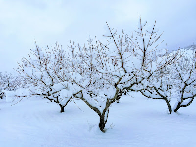 Peach Tree in the Snow