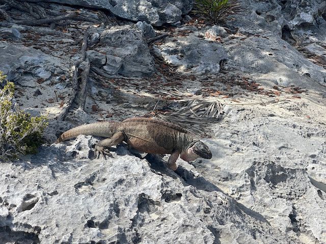 iguana on rock