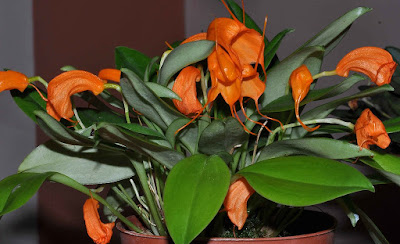 Masdevallia hirtzii care and culture