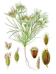 Cumin Seeds Or Jeera - Jeera Benefits