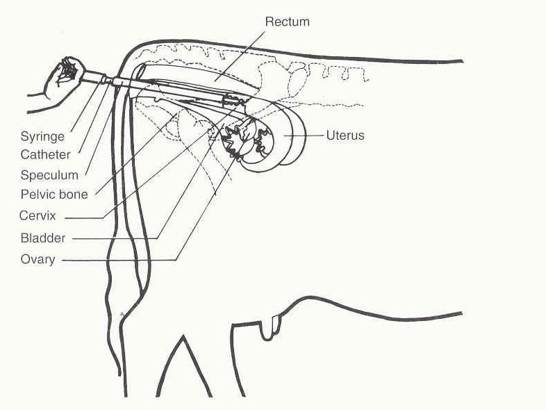 Go Livestock Inseminasi  Buatan  Metoda Cervix Speculum 