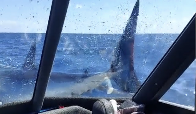 يالفيديو :  في نيوزلندا شاهد سمكة قرش تقفز على قارب صيد
