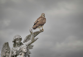 Immature red-tailed hawk perched on an angel's wing.