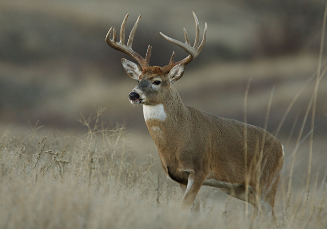 Whitetail Hunting