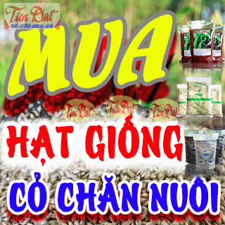 Mua hạt giống cỏ chăn nuôi