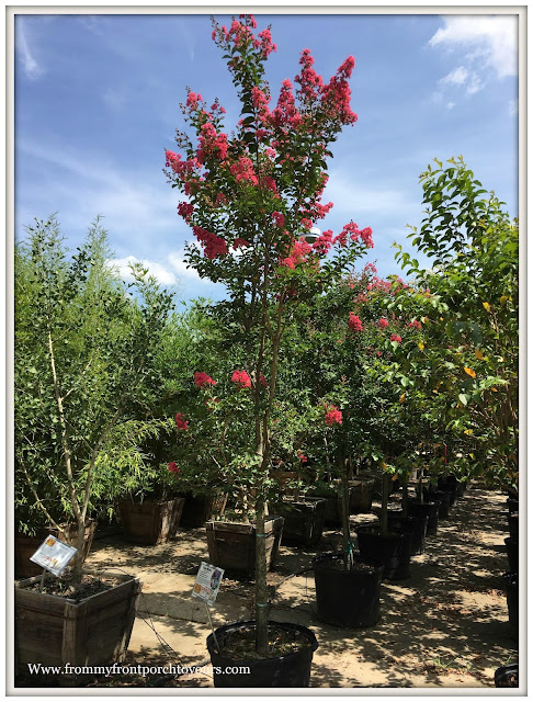 Oak Tree-Landscpaing-Crape Myrtle Single Trunk-From My Front Porch To Yours