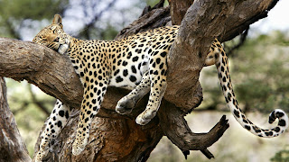 Sleeping Leopard Wallpaper