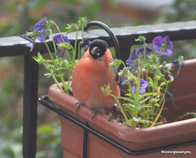 Robin eating Violas in Germany