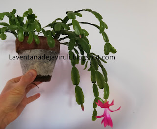 schlumbergera-buckleyi-cactus-de-navidad