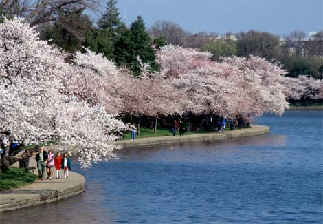 Cherry Blossom Festival. Showing newest 8 of 18 posts