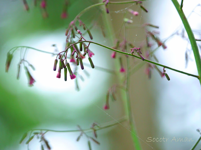 Lactuca sororia