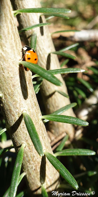 coccinelle ladybug