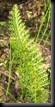 clip_image016