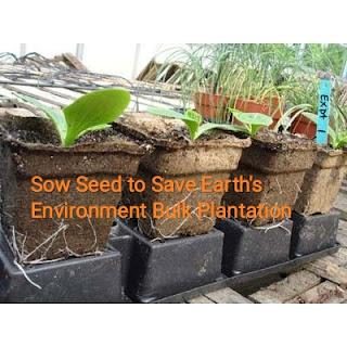 cow dung pots for nursery plants beneficial in all ways