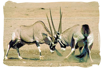 Gemsbok information