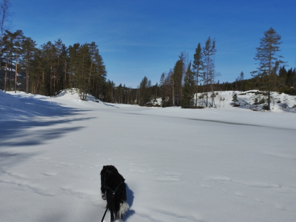 skitur breivannet rekkebygda border collie