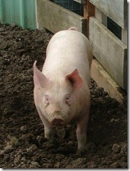 pigs 07