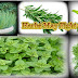 Top 5 Herbs May Fight Cancer, Cancer Fight Herbs....