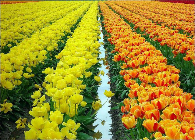 16 شهر مايو في هولندا  موسم حصاد زهور التوليب  جنة على الأرض