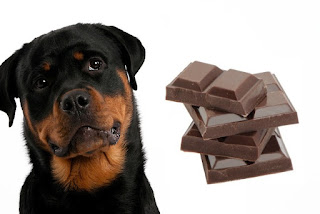 Dogs Chocolate