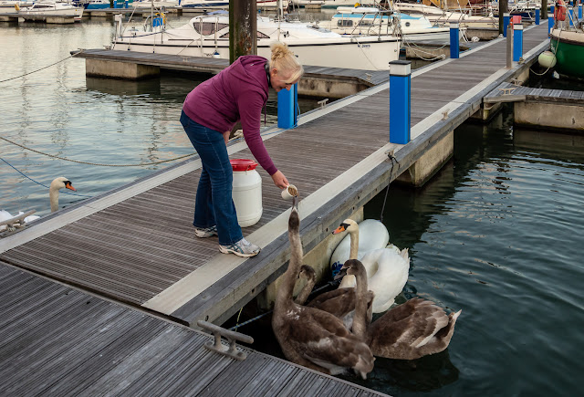 Photo of me feeding the swans on one of their regular visits to Ravensdale