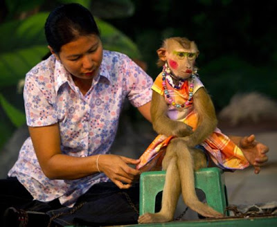 A female monkey lip-synchs song at a monkey show