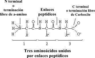 Proteína: estructura general y propiedades de las proteínas