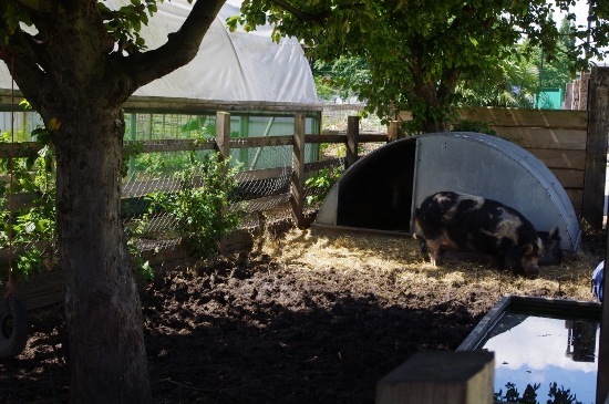 city farm 3