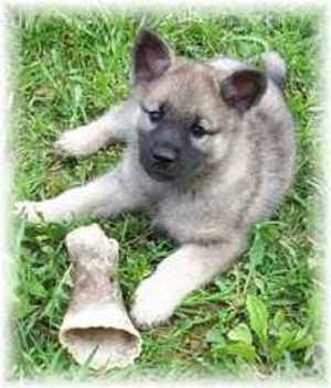 On Sale Cheap Norwegian Elkhound Dog!!! Buy Now