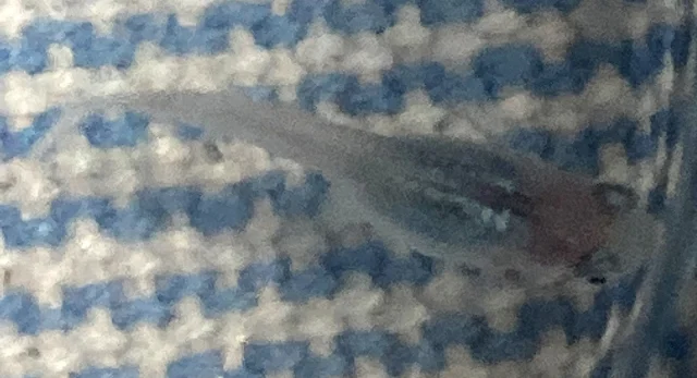 深海(しんかい)メダカ 稚魚 ５９日目