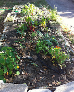 Picture of my garden filled with acne and disease fighting greens, onions, herbs and leeks