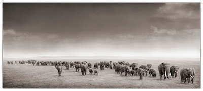 NICK  BRANDT-Elefánt