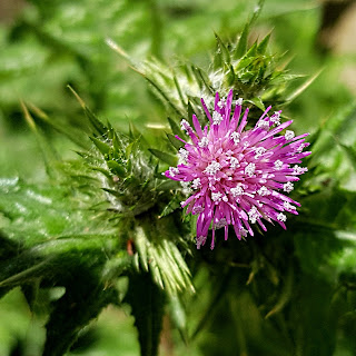 Carduus marianus (homeopathie)